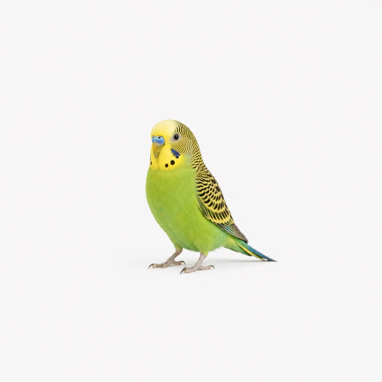 BIRDS